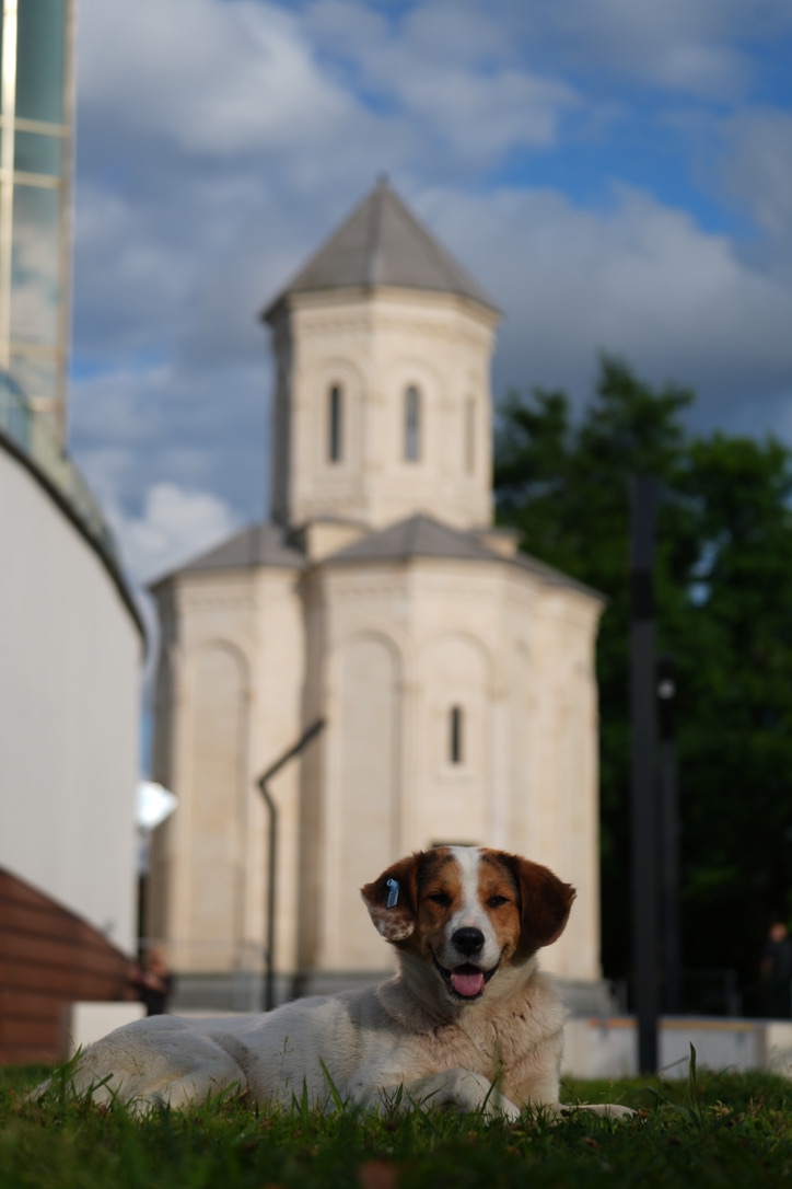 A dog resting on grass in front of a stone church in Batumi